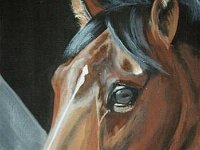 Calypso 9x12
